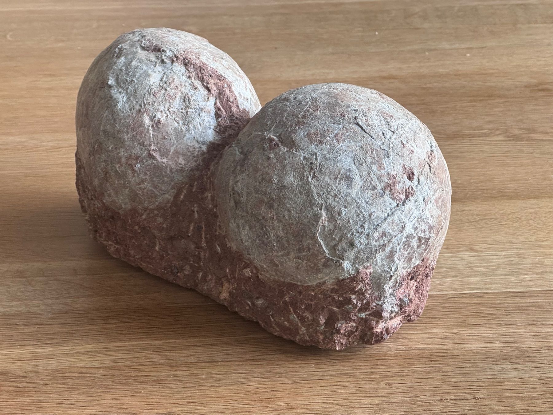 Fossili: Dinosaurier Fossil - Hadrosaurus/Dendroolithus Eier – Usato da Zürich venduto da xevious69 5