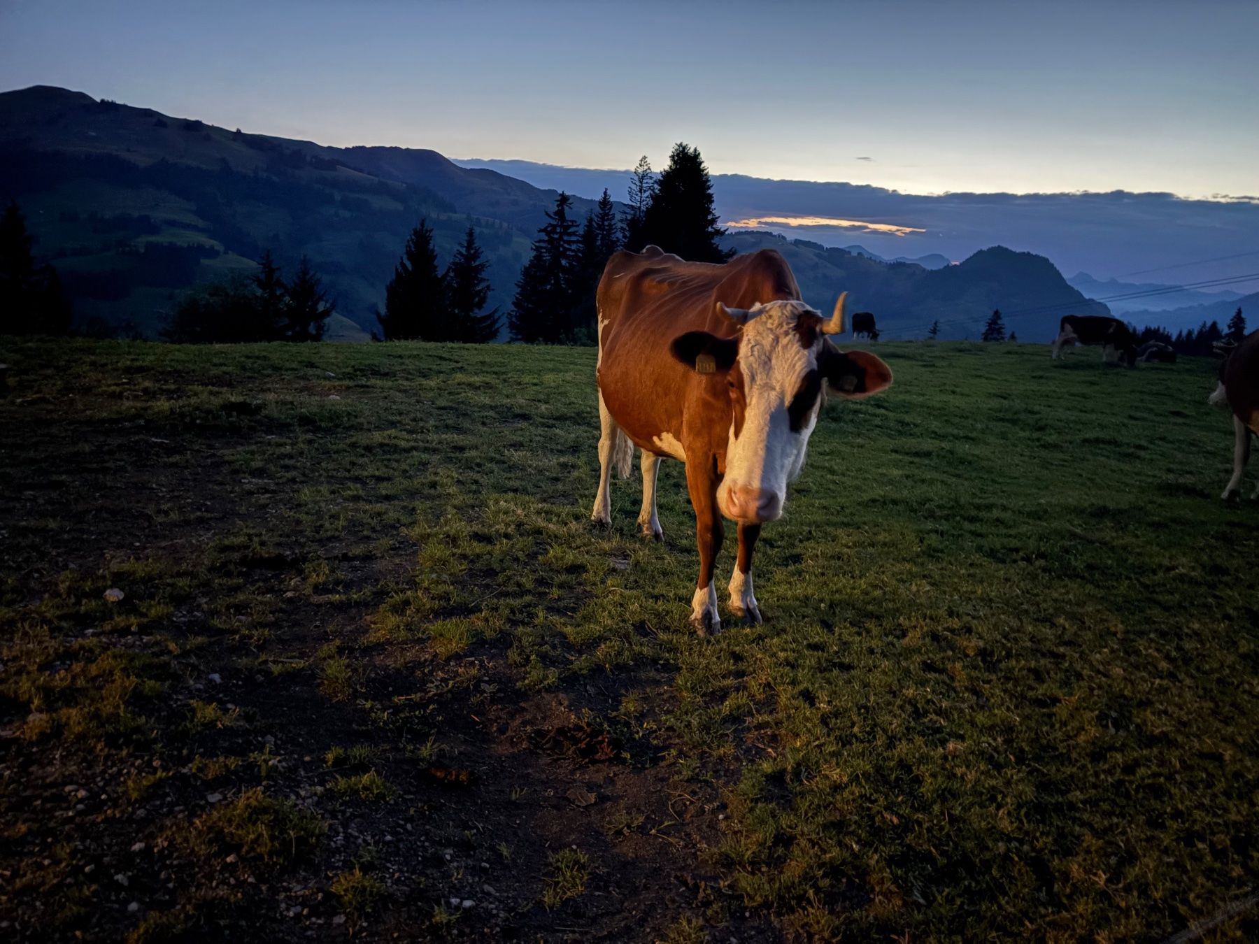 Cibi & Specialità: Alpkäse Mutschli – Usato da Gelterkinden venduto da Aischas 4
