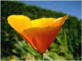 Pavot Californie profusion de fleurs 40g