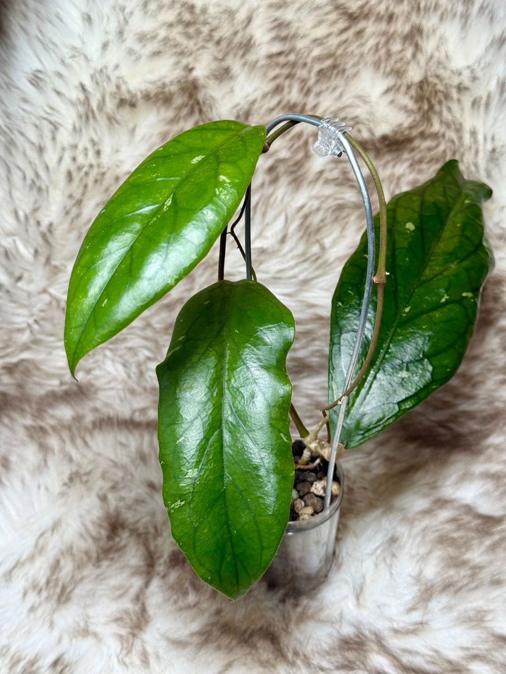 Piante & sementi: Hoya sp. MT-09 – Nuovo (secondo la descrizione) da Bachenbülach venduto da ilawega