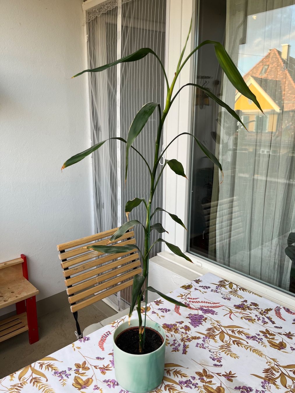 Piante & sementi: Glücksbambus (Dracaena) – Usato da Bern venduto da kho_s6j8