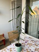 Glücksbambus (Dracaena)