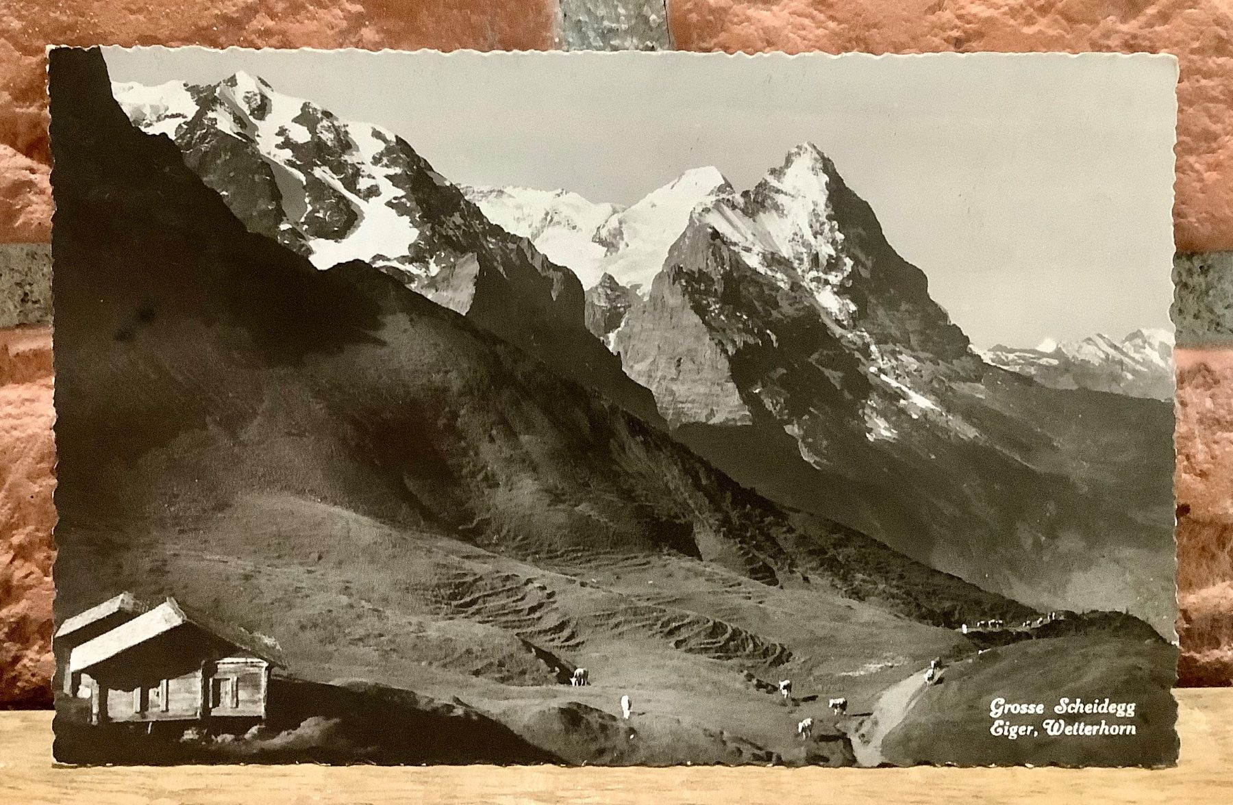 Cartoline postali: GROSSE SCHEIDEGG - Alphütte & Kühen - Berner Oberland – Usato da Root venduto da ENGLAND-TREASURES