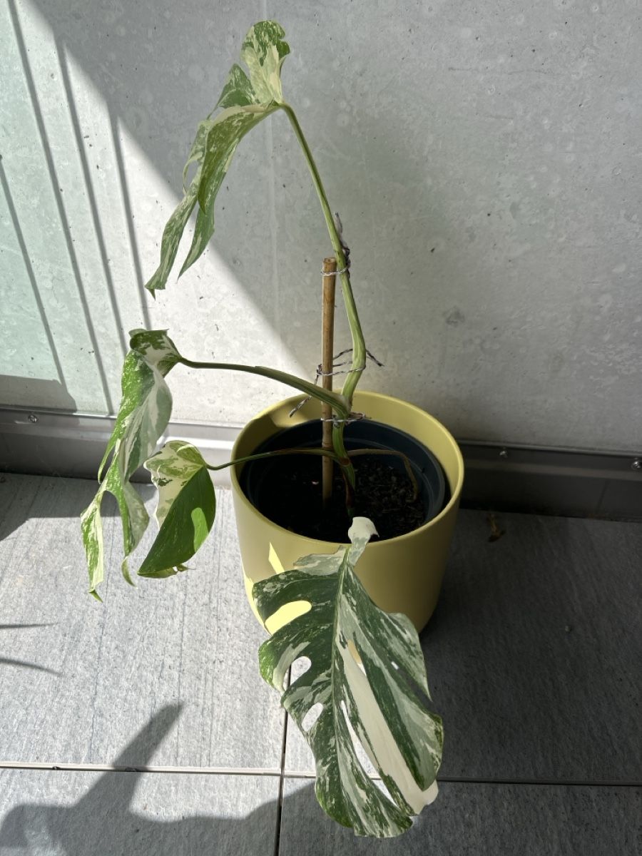 Plantes & graines: Monstera Deliciosa Variegata – D'occasion à Hausen AG par obi92 4