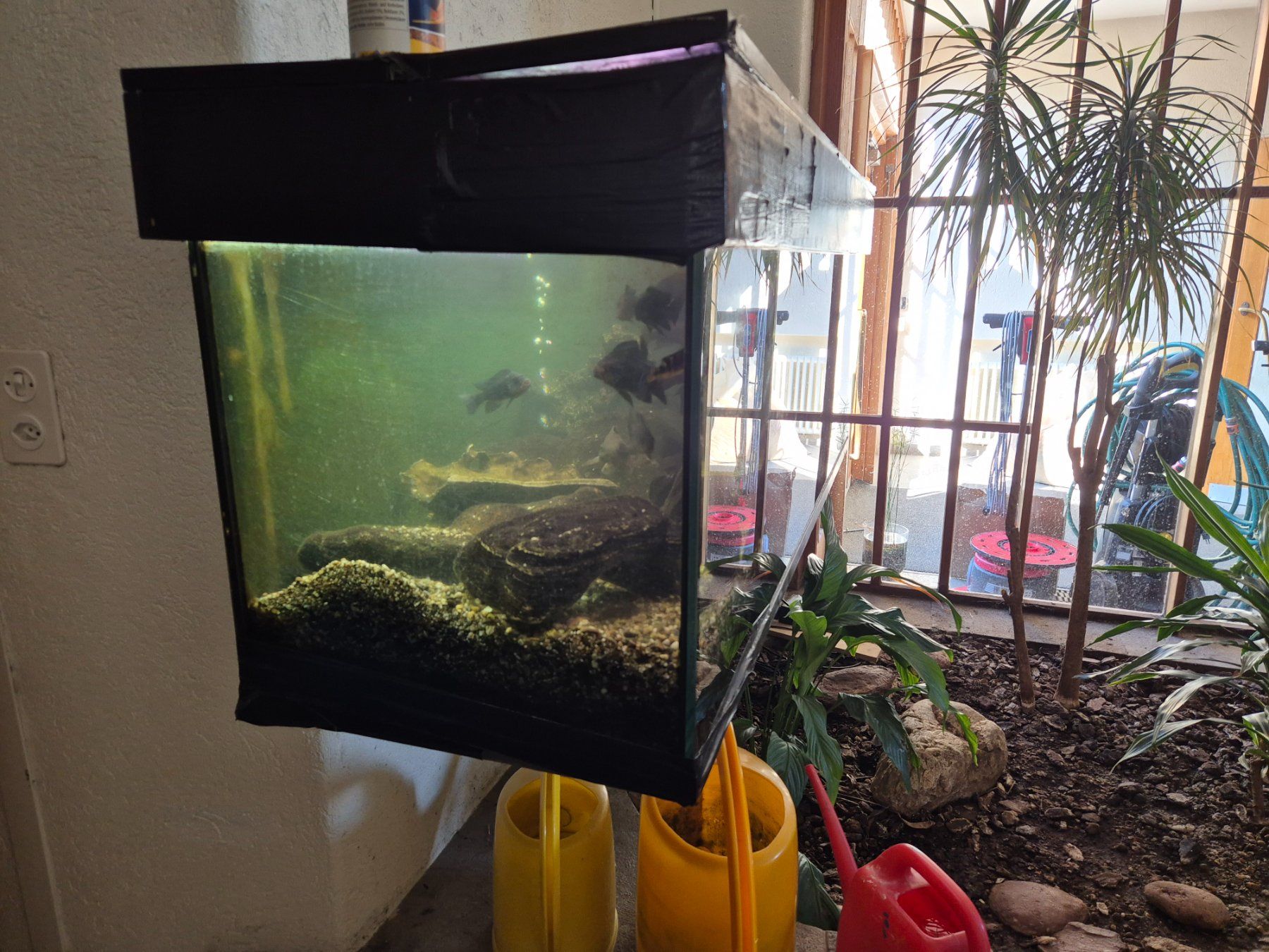 Aquarium: AQUARIUM MIT FISCHEN – D'occasion à Thalwil par Poppa-Joe 2