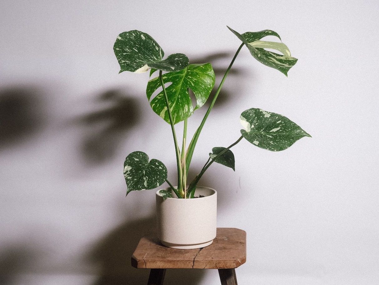 Piante & sementi: Monstera Variegata, Hydrokultur 60cm – Nuovo (secondo la descrizione) da Ehrendingen venduto da Simon_Cu_