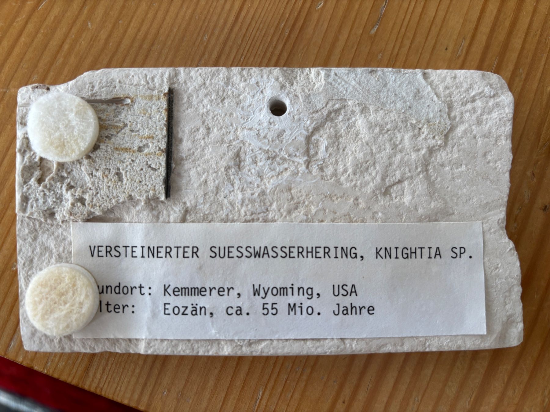 Fossili: versteinerter Süsswasserhering – Usato da Luzern venduto da Daluja 1