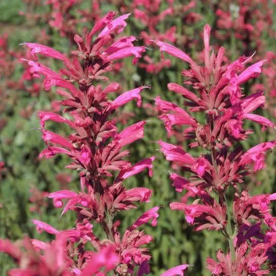 Pflanzen & Samen: Hellrote Bergminze - Agastache cana - 50 Samen – Neu und originalverpackt aus Sumiswald von Cham14558