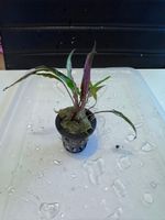 Aquarienpflanze Cryptocoryne in Topf, gesunde Pflanze
