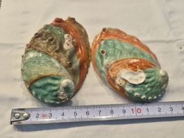 Set Abalone Muschel Meeresschnecken, Dekoration Top