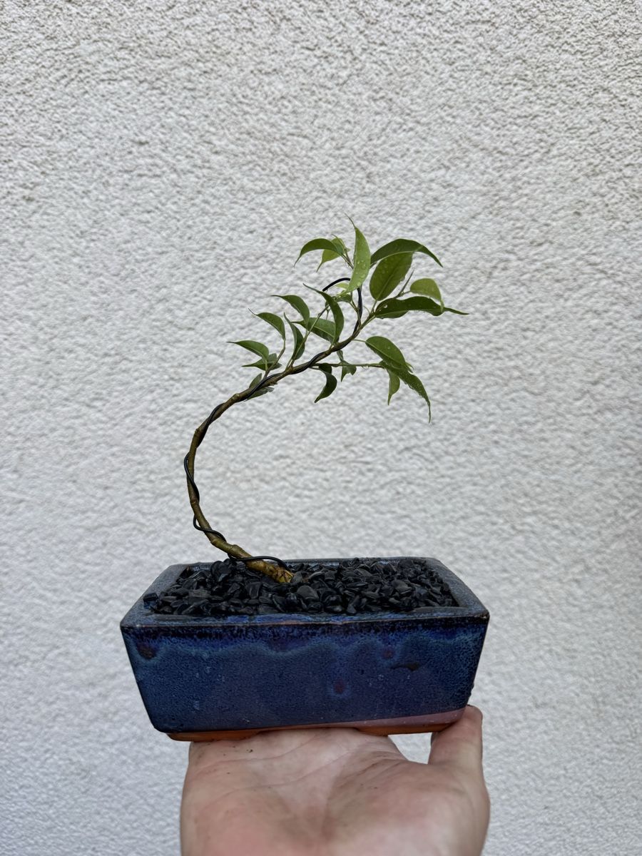 Pflanzen & Samen: Kleiner Ficus Bonsai – Gebraucht aus Rümlang von Gruseh.ch 4