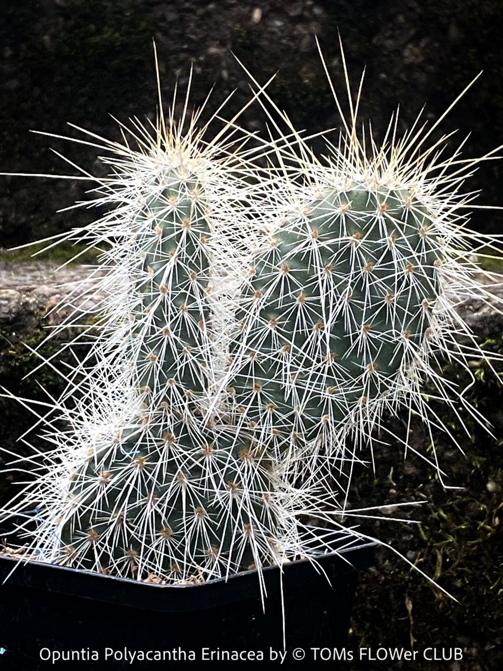 Piante & sementi: Opuntia Polyacantha Erinacea - "Grizzly Bear"- winterhart – Nuovo e nell'imballaggio originale da Adliswil venduto da astom369 4