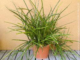 Sansevieria Cylindrica Fernwood Mikado - sehr pflegeleicht