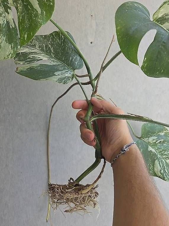 Pflanzen & Samen: Monstera variegata Kopfsteckling – Gebraucht aus Bern von deb_t8fl 1