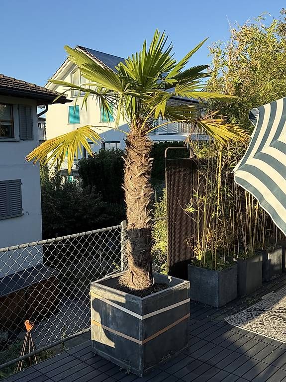 Pflanzen & Samen: Palmen – Gebraucht aus Staad SG von met_k62l 1