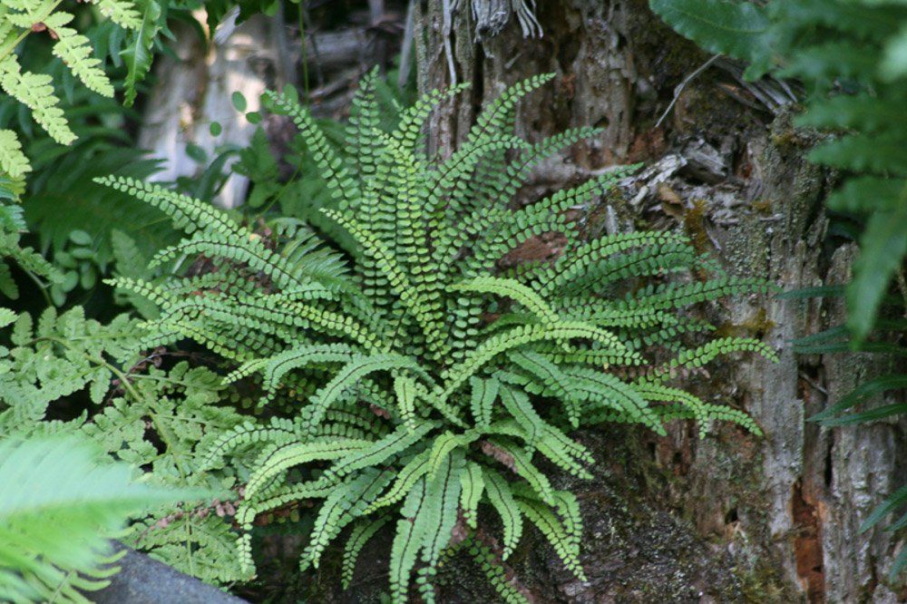 Plantes & graines: Fougère Asplenium trichomanes   3 plants – D'occasion à Bremblens par FIBONACCI369 1