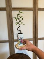 Kleiner Ficus Bonsai in schönen Keramik