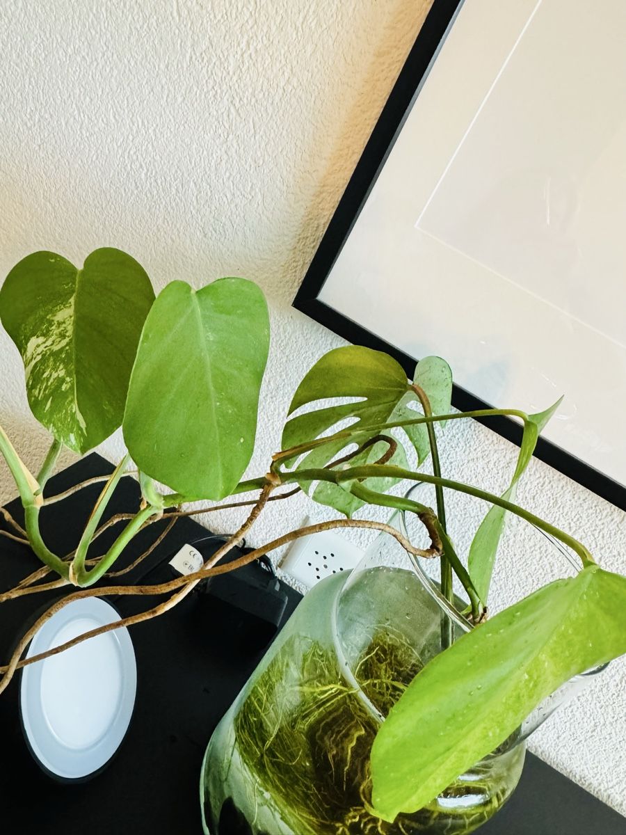 Piante & sementi: Monstera variegata – Usato da Worblaufen venduto da mar_tfk8 3