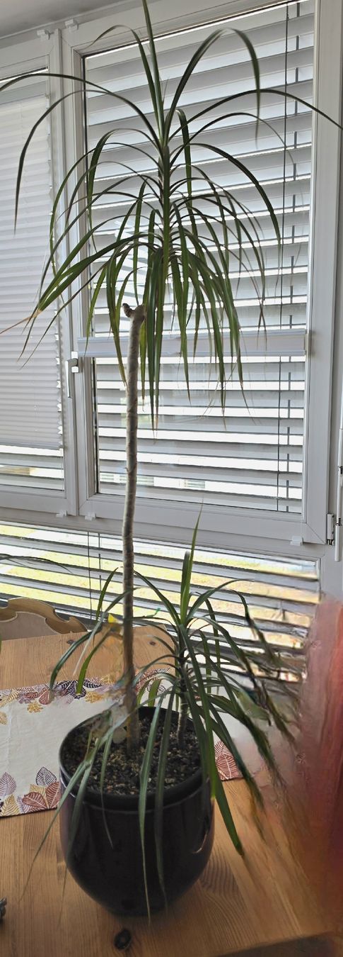 Pflanzen & Samen: Dracaena Marginata Zimmerpflanze / Drachenbaum – Gebraucht aus Liestal von Shelby787
