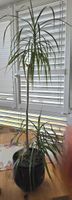 Dracaena Marginata Zimmerpflanze / Drachenbaum