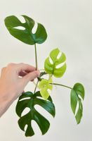 Monstera minima, Rhaphidophora tetrasperma Kopfsteckling🤩