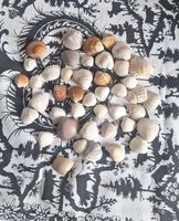 🐚 Hübsche Muscheln für Deko oder zum Basteln! 🌊