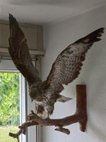 Prächtiger Bussard auf Ast montiert, Unikat, Natur-Deko, Dek
