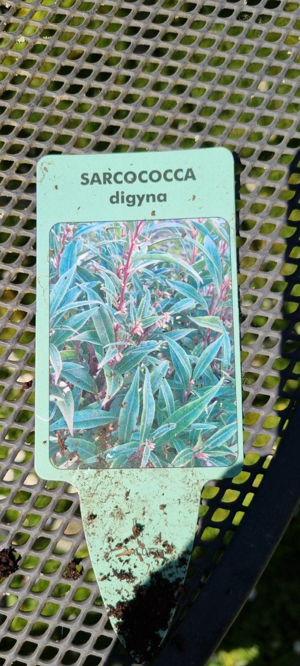 Piante & sementi: Sarcococca digyna im Topf, winterhart, für Garten oder Ba... – Usato da egliswil venduto da Maggy6 2