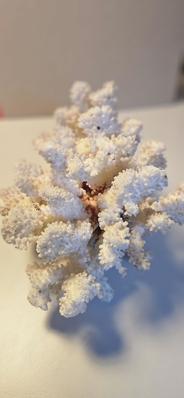 Fossili: Echte Koralle, Steinkoralle  – Usato da Belp venduto da Ginus85 8