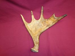 Elch, Geweih, Trophäe, Horn, Dekoration Abwurfstangen Hund