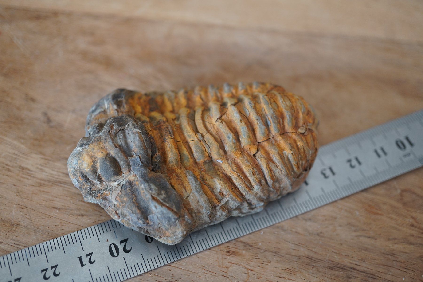 Minerali & Pietre curative: Calymene   Trilobit    Vitrinen Stück – Nuovo e nell'imballaggio originale da Eschenbach SG venduto da topstone 1