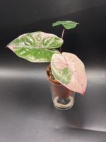 Alocasia Yucatan Princess Pink Variegata
