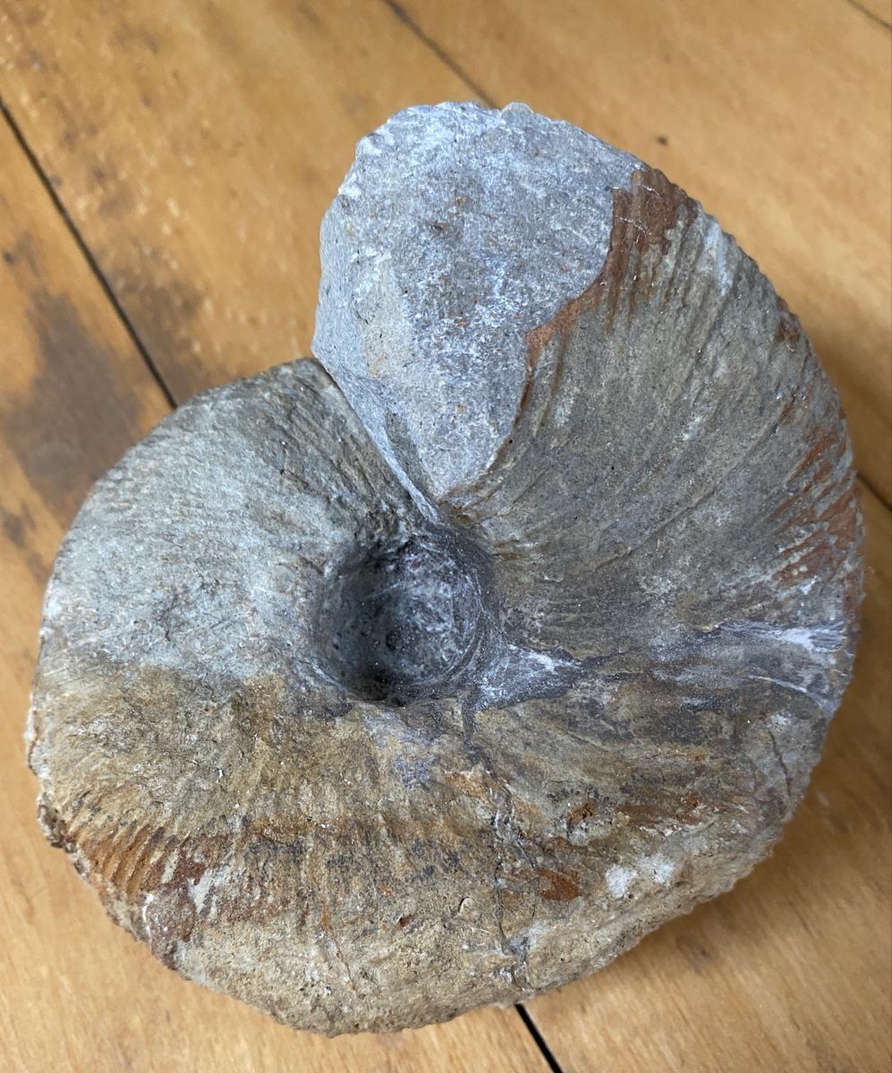 Fossili: Ammonit – Usato da Liestal venduto da Stephanoceras1