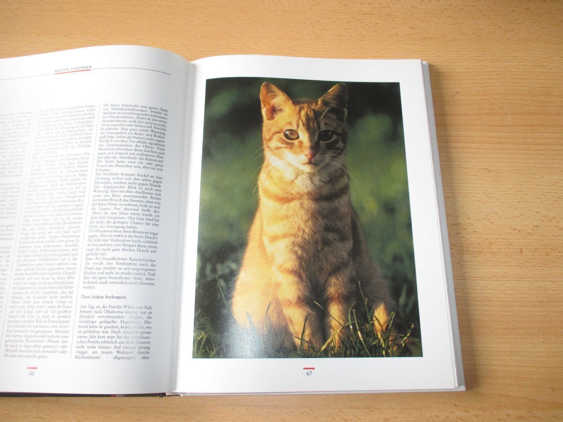 Libri: KATZEN  Einmalige Sonderausgabe – Usato da Flims - Dorf venduto da Stagediver 4