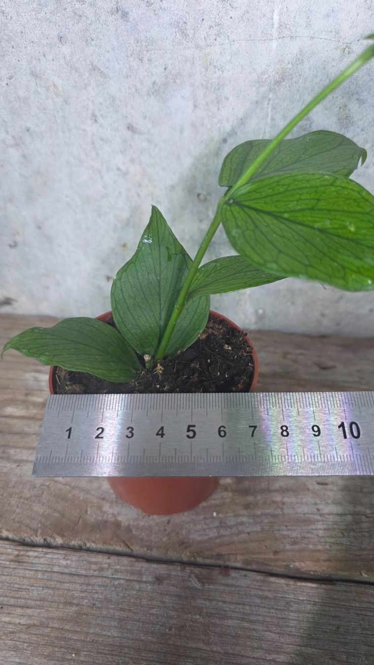 Pflanzen & Samen: Hoya Polyneura – Neu (gemäss Beschreibung) aus St.Erhard von Plumilandschweiz 1