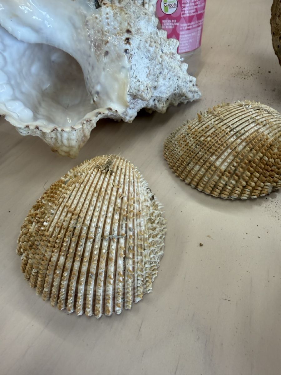 Tutte le decorazioni: Echte grosse Muscheln  – Usato da Zuzwil SG venduto da Pomy 6