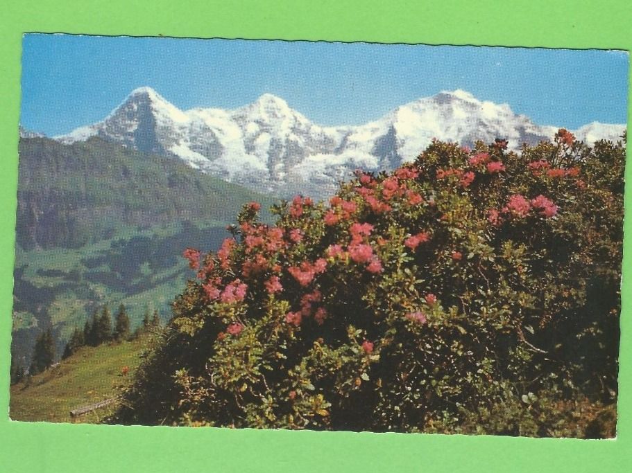Cartoline postali: Eiger, Mönch, Jungfrau – Usato da Zürich venduto da t24_de