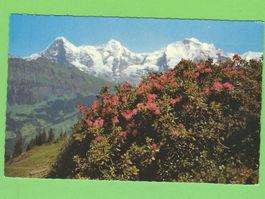 Eiger, Mönch, Jungfrau