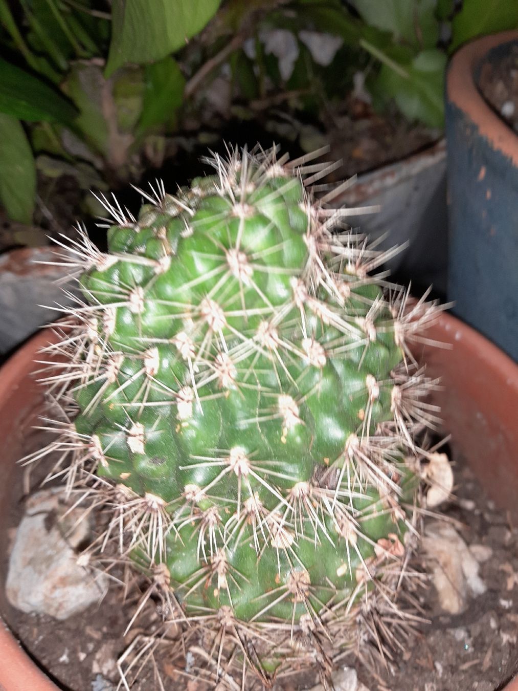 Pflanzen & Samen: Cactus Echinopsis in vaso terracotta, robusto e spinoso! – Gebraucht aus Carena von bdi_dz9m