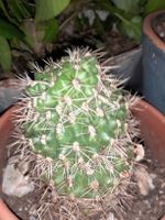 Cactus Echinopsis in vaso terracotta, robusto e spinoso!