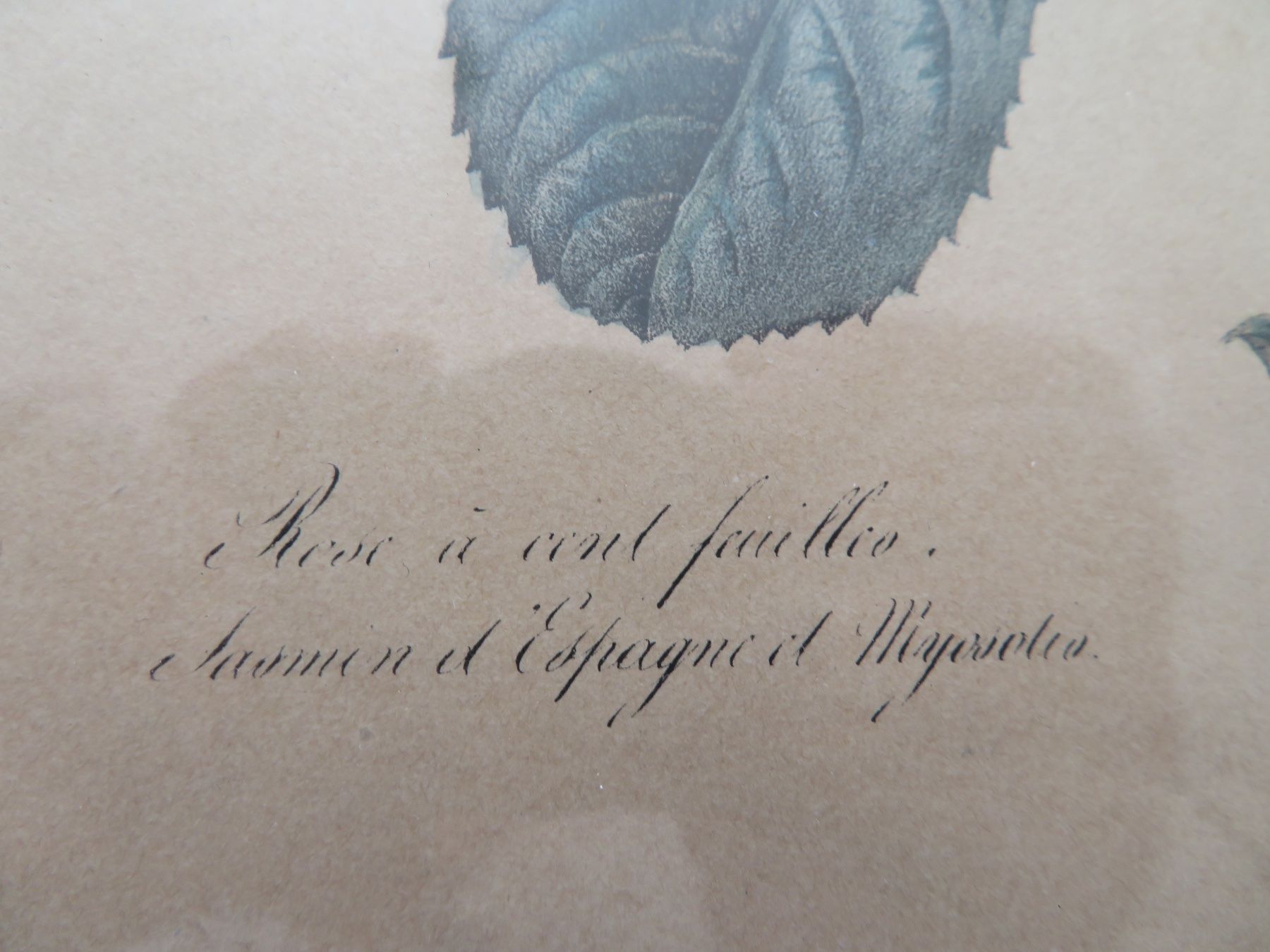 Grafiken & Lithographien: Hundertblättrige Rose – Gebraucht aus Bern von mordswein 4
