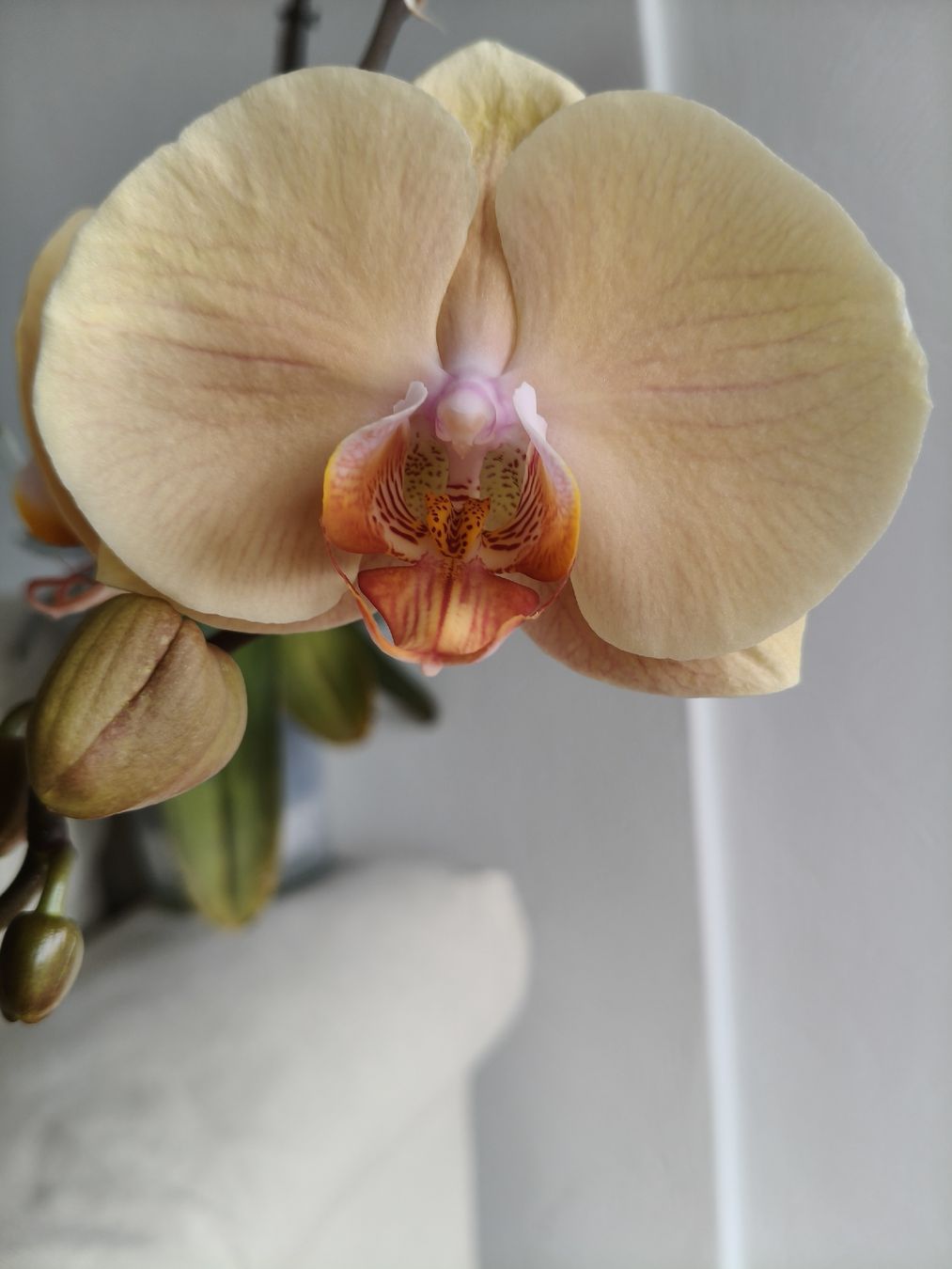 Piante & sementi: Phalaenopsis Lady Marmelade – Usato da Chamoson venduto da Yuriyaa