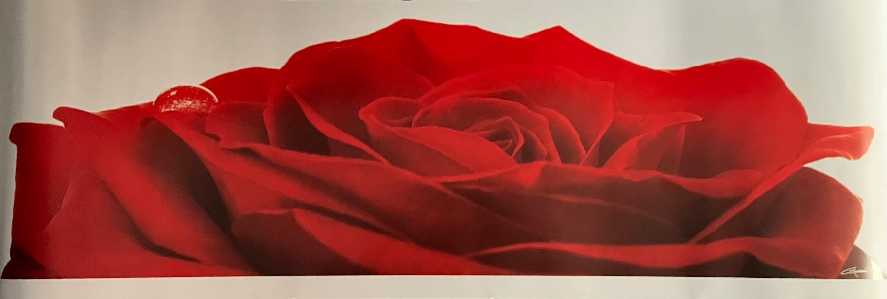 Foto & Immagini: Poster mit Motiv Rose 33x95 cm – Nuovo (secondo la descrizione) da Kloten venduto da dkra