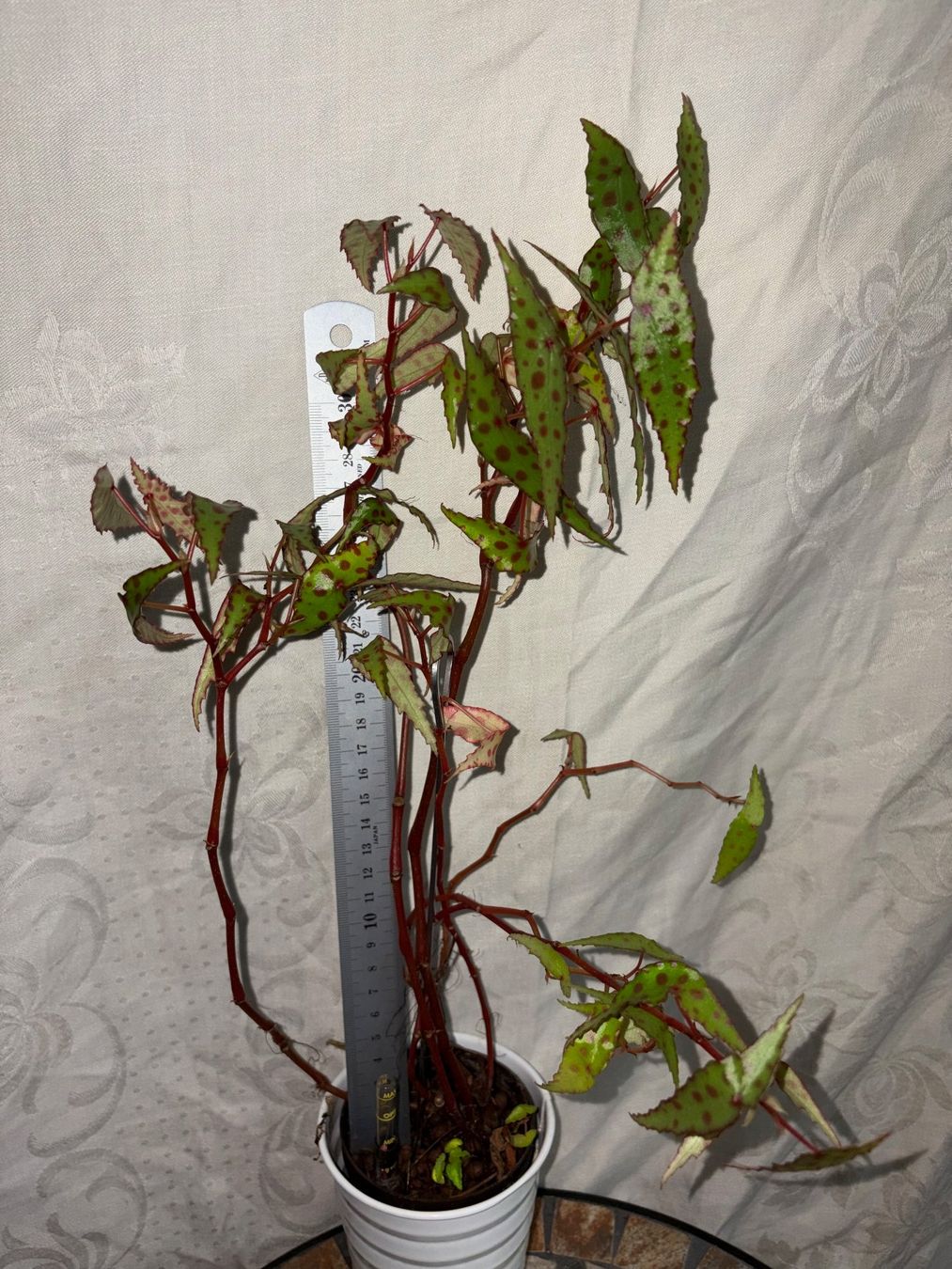 Plantes & graines: Begonia amphioxus – D'occasion à Winterthur par Aniger 2