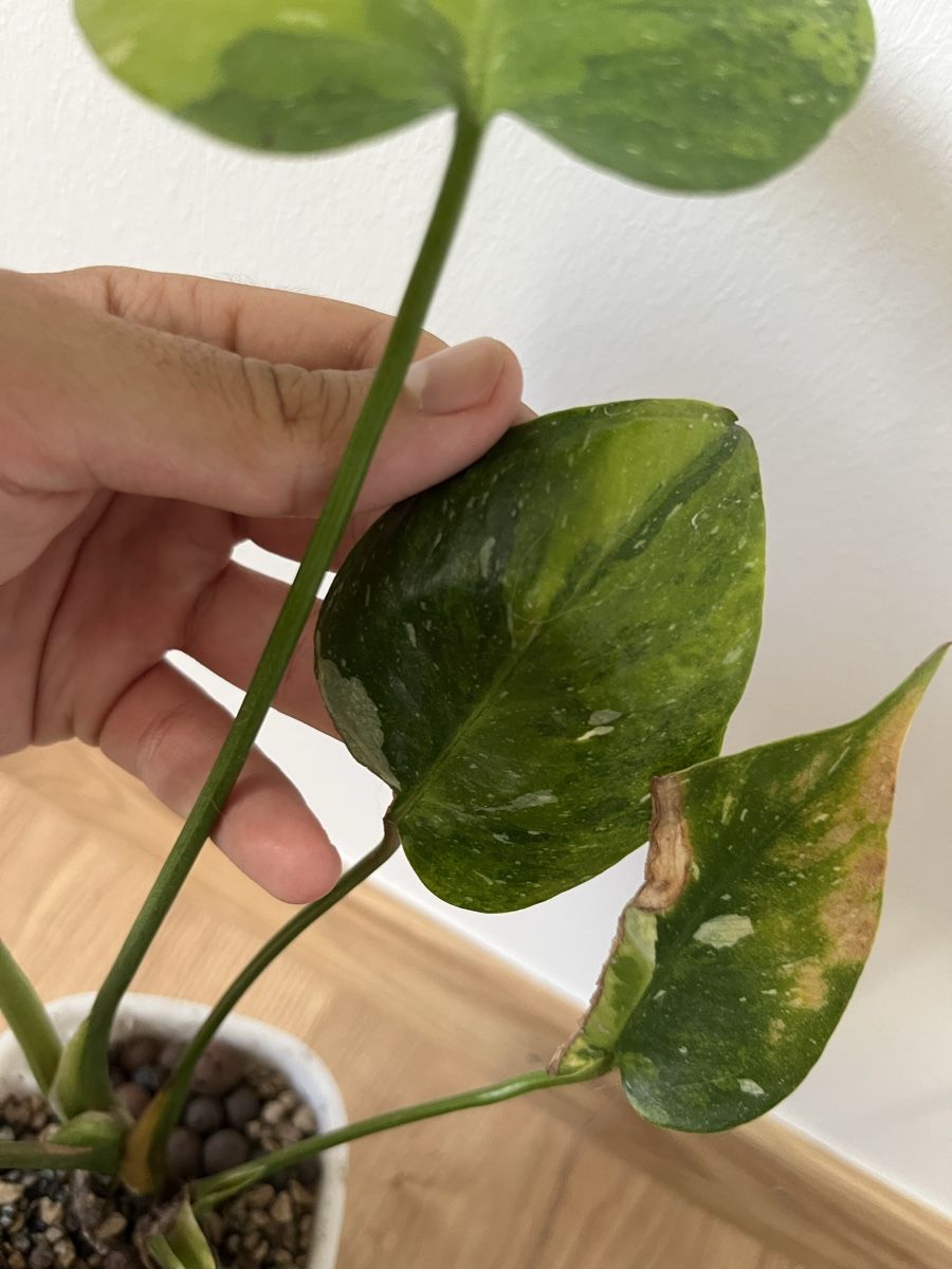 Pflanzen & Samen: Monstera Tricolor/Miracle – Gebraucht aus Basel von philuftikuss 3