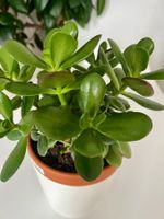Jadebaum / Crassula Ovata / Geldbäumchen Pflanze: 15-20 cm