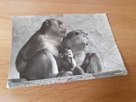 ZOOLOGISCHER GARTEN ZUERICH - JAVANER AFFEN - ZOO