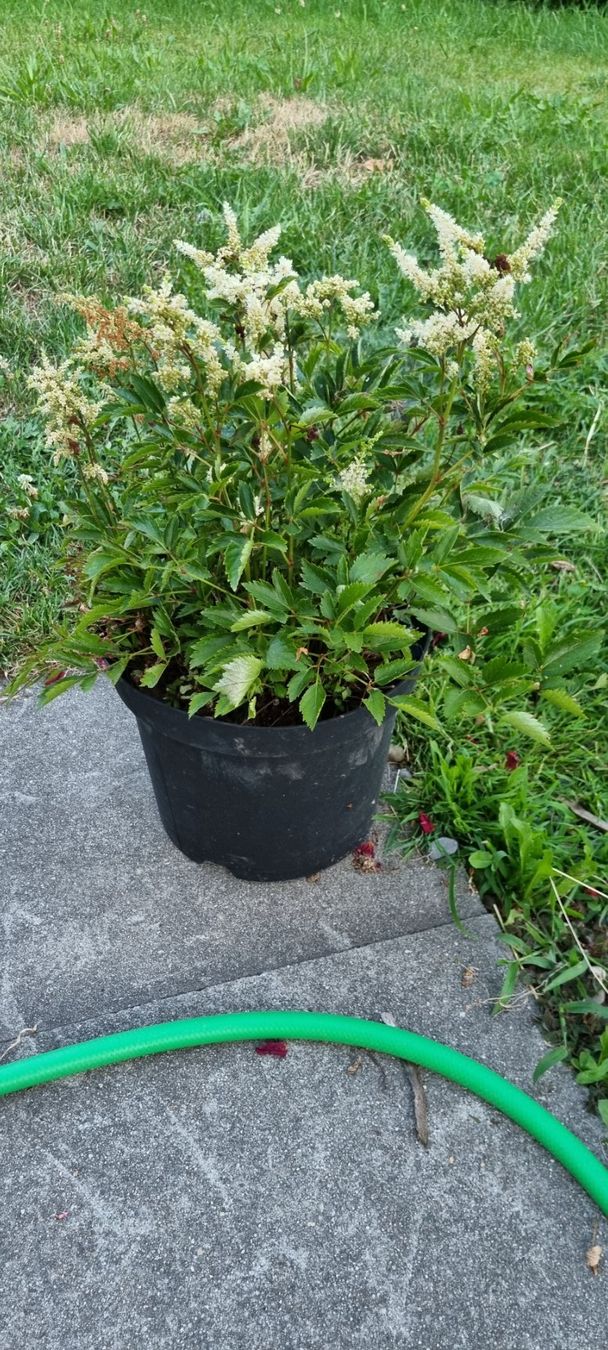 Pflanzen & Samen: Astilbe weiss blühend Topf gute Grösse – Gebraucht aus egliswil von Maggy6
