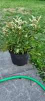 Astilbe weiss blühend Topf gute Grösse