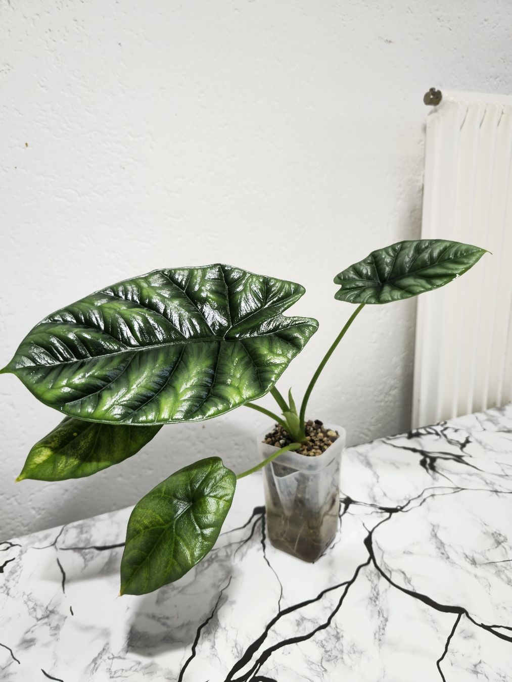 Piante & sementi: Alocasia Sinuata – Nuovo (secondo la descrizione) da Utzenstorf venduto da Dac_mk 2